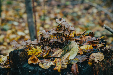 Brown mushrooms on the stump. Autumn photo with mushrooms on wet stump close up. Yellow fallen wet leaves. Forest after the rain in autumn.