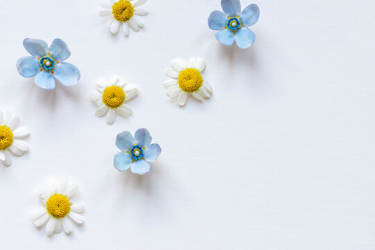 Chamomile and tweedia  flowers frame on the white background. Copy space	