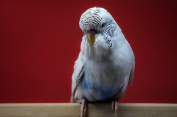 Close-up of Exhibition (Show) Budgerigar