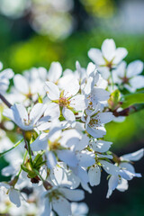 Japanese prunus tree with little white flowers in bloom and bees
