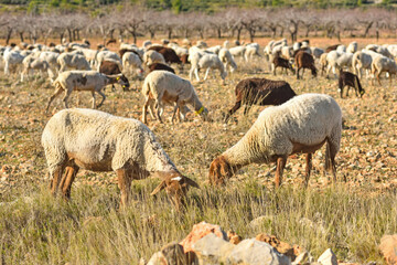 Fototapeta premium Sacanet, Valencia, Spain: 12.20.2020; The sheeps eating herb