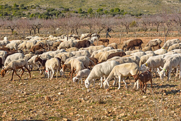 Naklejka na ściany i meble Sacanet, Valencia, Spain: 12.20.2020; The sheeps pastured on field