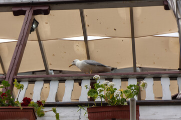 A seagull sits on the railing of the terrace