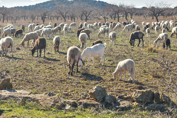 Fototapeta premium Sacanet, Valencia, Spain: 12.20.2020; The lamb in flock of sheep