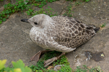 Seagull close-up on the street of the old city