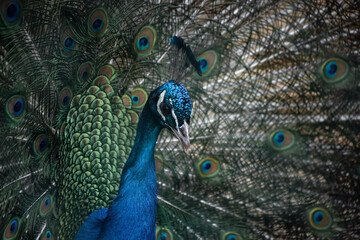 Obraz na płótnie Canvas The peacock fluffed his tail. Incredibly beautiful plumage. A graceful bird. Wildlife photography.
