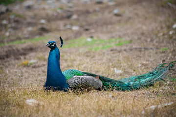 Fototapeta premium The peacock fluffed his tail. Incredibly beautiful plumage. A graceful bird. Wildlife photography.