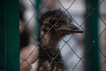 Fotobehang Expressive look of an ostrich. An ostrich in an aviary. Orange eyes. A bird in a cage. © MadCat13Shoombrat
