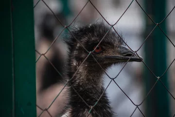 Tragetasche Expressive look of an ostrich. An ostrich in an aviary. Orange eyes. A bird in a cage. © MadCat13Shoombrat