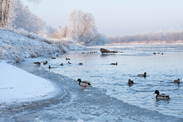 Polska Zima nad rzeką San, Kaczki na wodzie