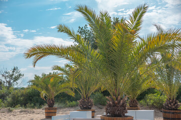 Palm branches close up on a sandy beach background