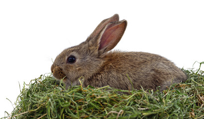 Brown rabbit eats hay.