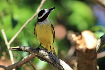 bird, nature