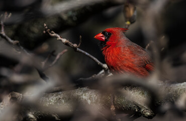 Backyard Critters