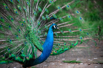 Obraz premium The peacock fluffed his tail. Incredibly beautiful plumage. A graceful bird. Wildlife photography.