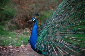 Fototapeta premium The peacock fluffed his tail. Incredibly beautiful plumage. A graceful bird. Wildlife photography.