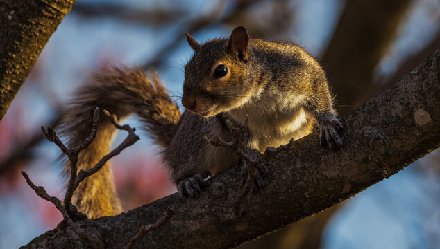 Backyard Critters