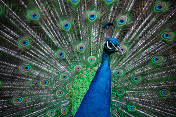 Fototapeta na wymiar The peacock fluffed his tail. Incredibly beautiful plumage. A graceful bird. Wildlife photography.