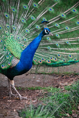 Fototapeta premium The peacock fluffed his tail. Incredibly beautiful plumage. A graceful bird. Wildlife photography.