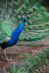 Obraz premium The peacock fluffed his tail. Incredibly beautiful plumage. A graceful bird. Wildlife photography.