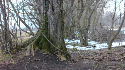 Fototapeta premium tree in the forest