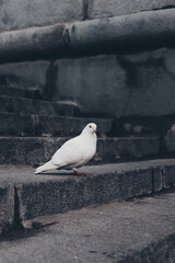 White dove on dark granite slabs. A white bird stands on the steps of a granite embankment.