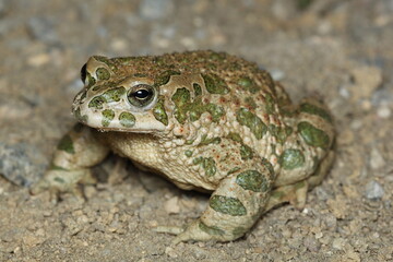 The European green toad (Bufotes viridis) in a natural habitat