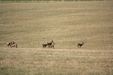 wild roe deer (Capreolus capreolus) in a spring meadow 