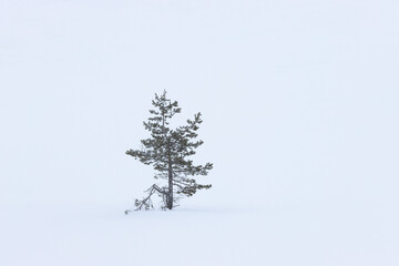 evergreen conifer tree in a snwostorm, wallpaper with free space
