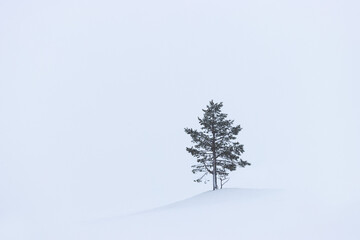 evergreen conifer tree in a snwostorm, wallpaper with free space