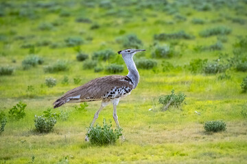 Obraz na płótnie Canvas Kori Bustard, Ardeotis kori, big bird in the bush in Namibia in rain season 