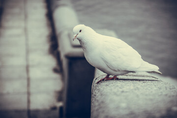 White dove on dark granite slabs. A white bird stands on the steps of a granite embankment.