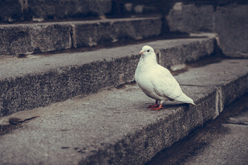 White dove on dark granite slabs. A white bird stands on the steps of a granite embankment.