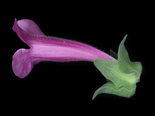 Lateral view of the flower of Erythranthe lewisii