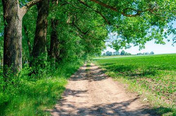 Fototapeta na wymiar Country road in the field near the planting of green trees. Bright green rural landscape.