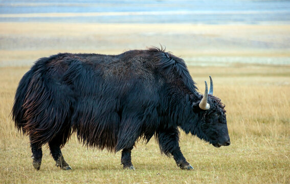 Large adult bull of Tibetan yak moves through mountain pasture.