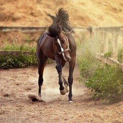 Stallion running in the dust. Thoroughbred beautiful stallion