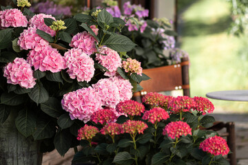 luxurious bright hydrangeas bloom in the home garden