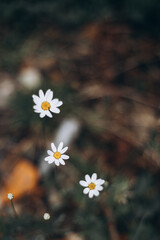 photo of daisies in macro photography, background with plant flower