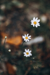 photo of daisies in macro photography, background with plant flower