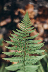 beautiful green fern, ancient forest plant