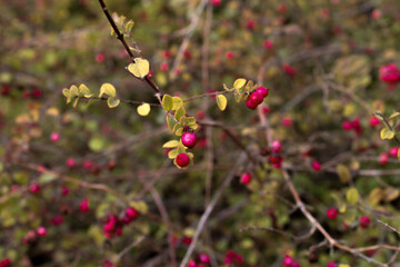 Obraz premium berries on a bush