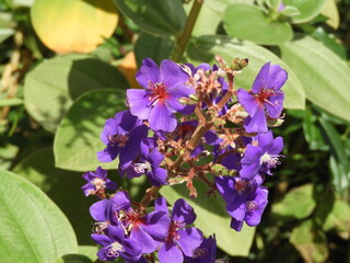 Tibouchina is a genus of tropical plants in the family Melastomataceae. They are trees, shrub or semi-shrub type,