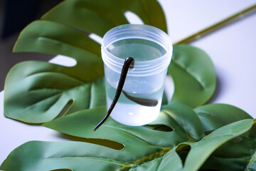 A leech crawls out of a jar on green leaves. Hirudotherapy
