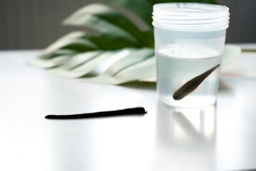 A leech crawls out of a jar on green leaves. Hirudotherapy