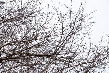 plane tree bud and branches, burgeon.
