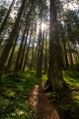 Vertical image, Larch forest with sunlight and shadows at sunset sunrise, sun rays penetrating through trees