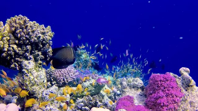 Underwater landscape of a coral reef with many tropical fish of different species against the backdrop of blue water in the Red Sea, Egypt