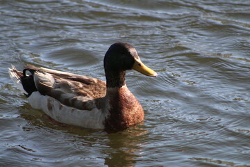 One Duck on water swimming 