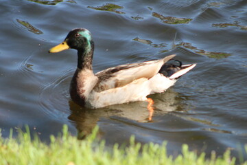 One Duck on water swimming 